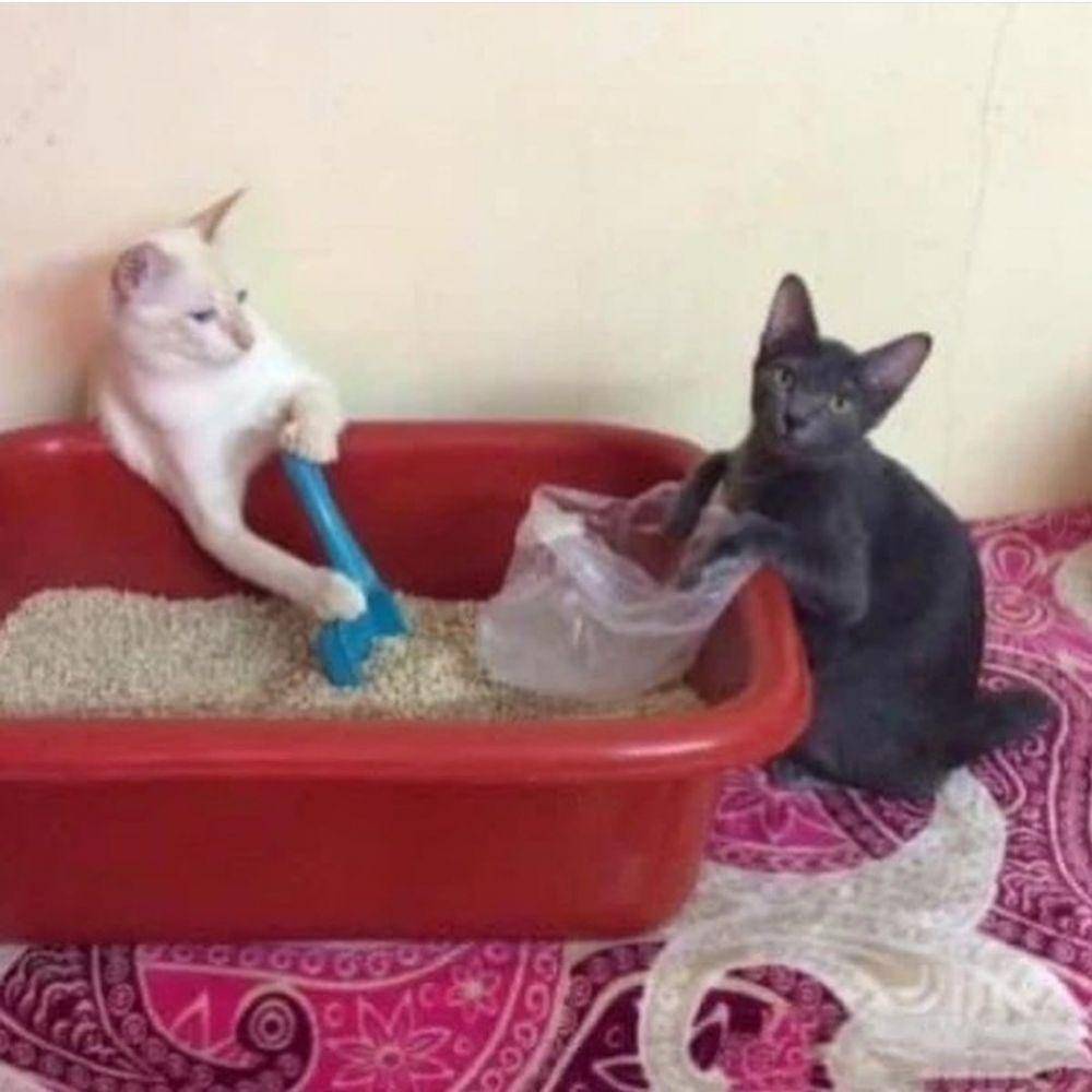 kucing independen (twitter.com/DontShowYourCat)