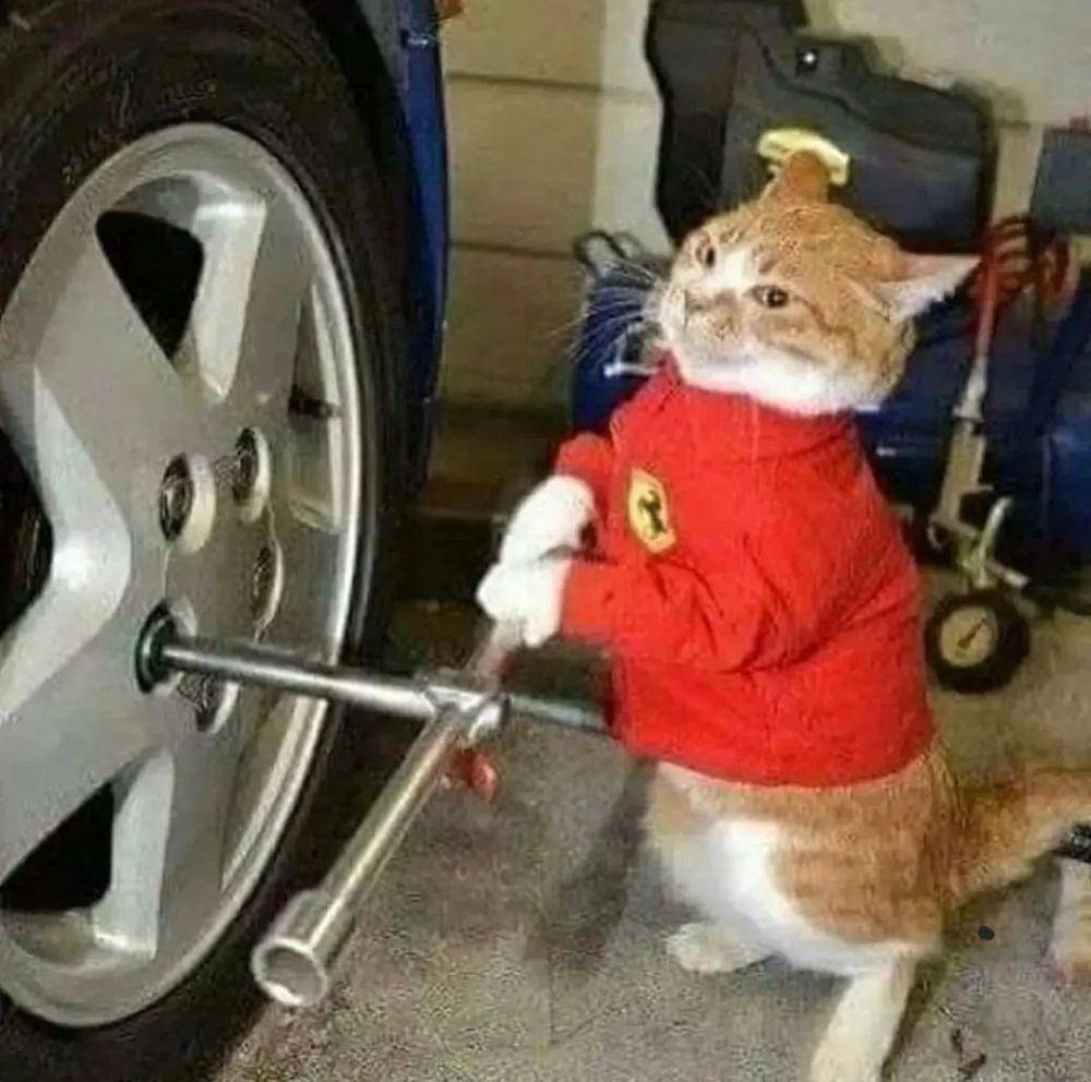 kucing independen (twitter.com/DontShowYourCat)