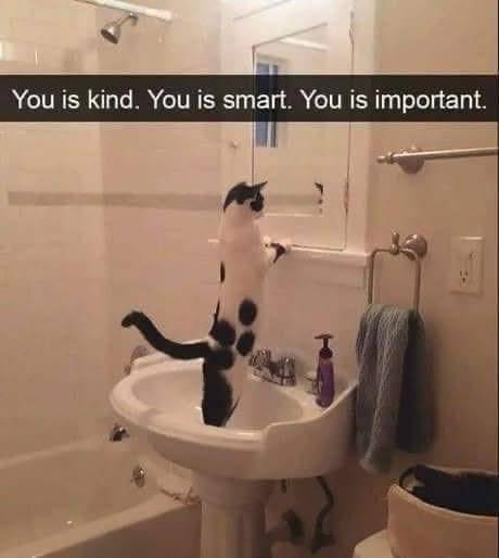 kucing independen (twitter.com/DontShowYourCat)