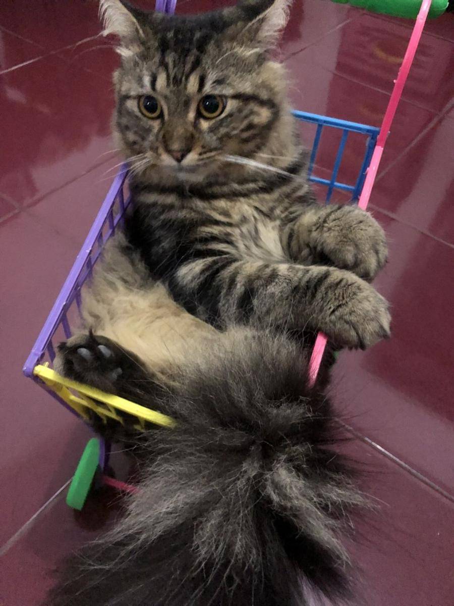 kucing independen (twitter.com/DontShowYourCat)