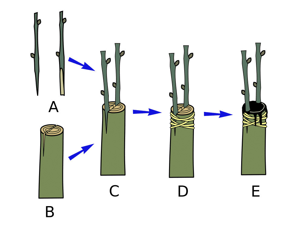 Contoh teknik okulasi (thespruce.com)