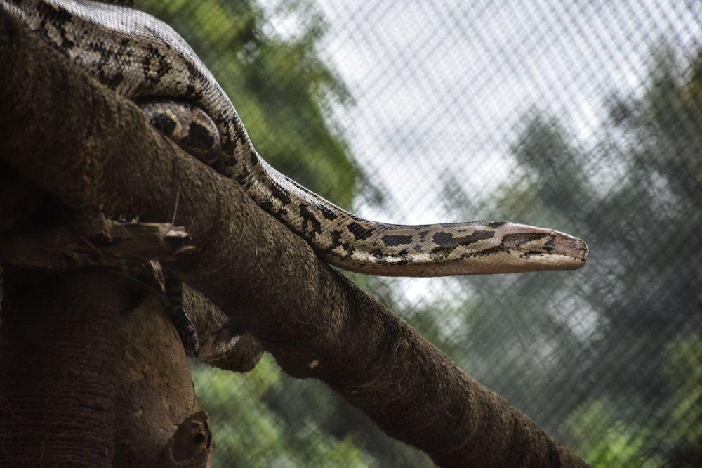 7 Hewan yang Bisa Mengalahkan Anaconda, Kuat dan Berani!