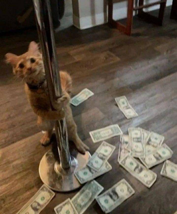 kucing independen (twitter.com/DontShowYourCat)