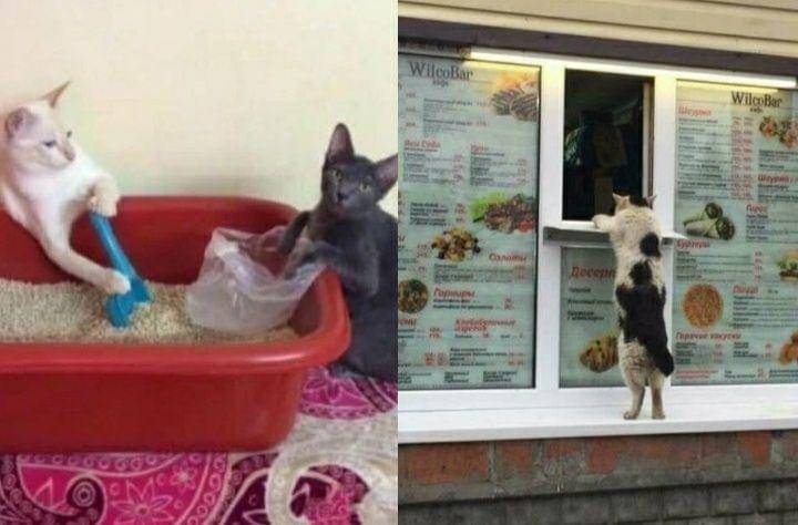 kucing independen (twitter.com/DontShowYourCat)