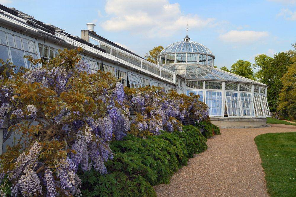 ilustrasi Chiswick House & Gardens (wikimedia.org/AndyScott)