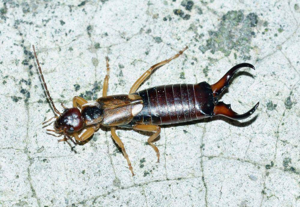 ilustrasi serangga earwig yang habitatnya tersebar di seluruh dunia (pxhere.com/public domain)