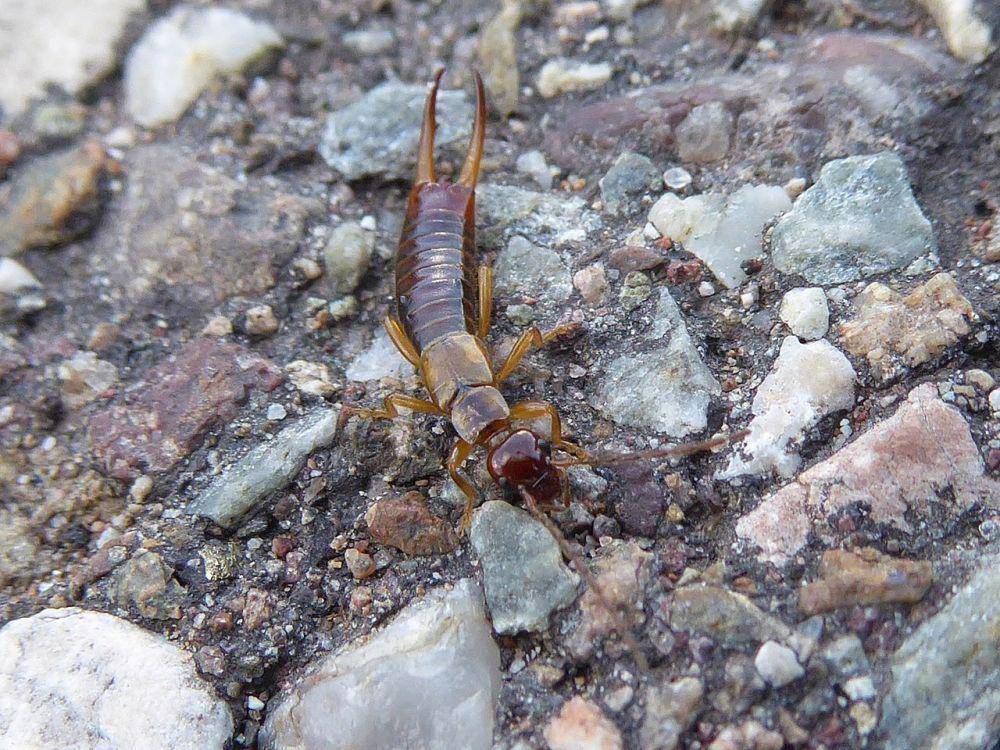 ilustrasi hewan earwig di atas bebatuan (wikimedia.org/Syrio)