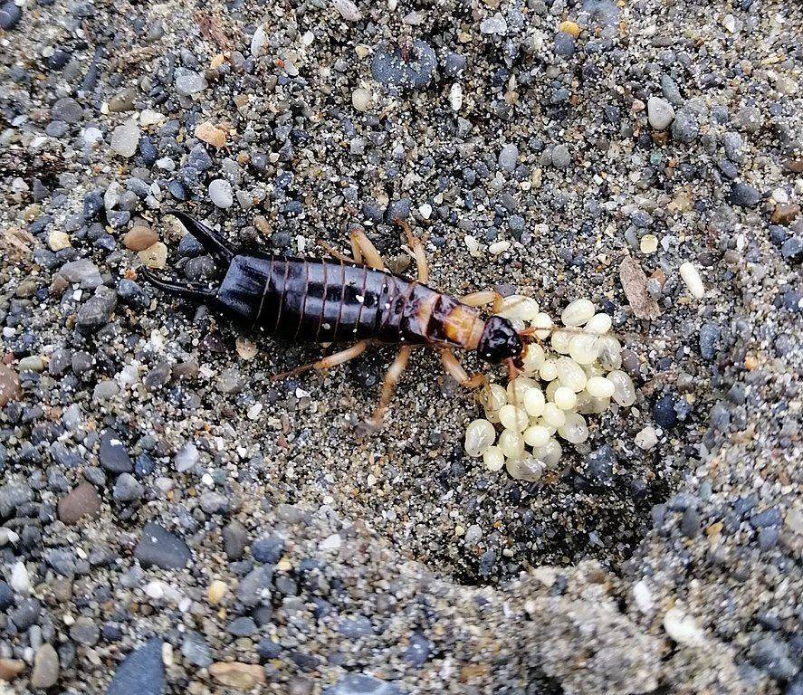 ilustrasi induk earwig melindungi telur-telurnya (wikimedia.org/JamesvanAsch43)