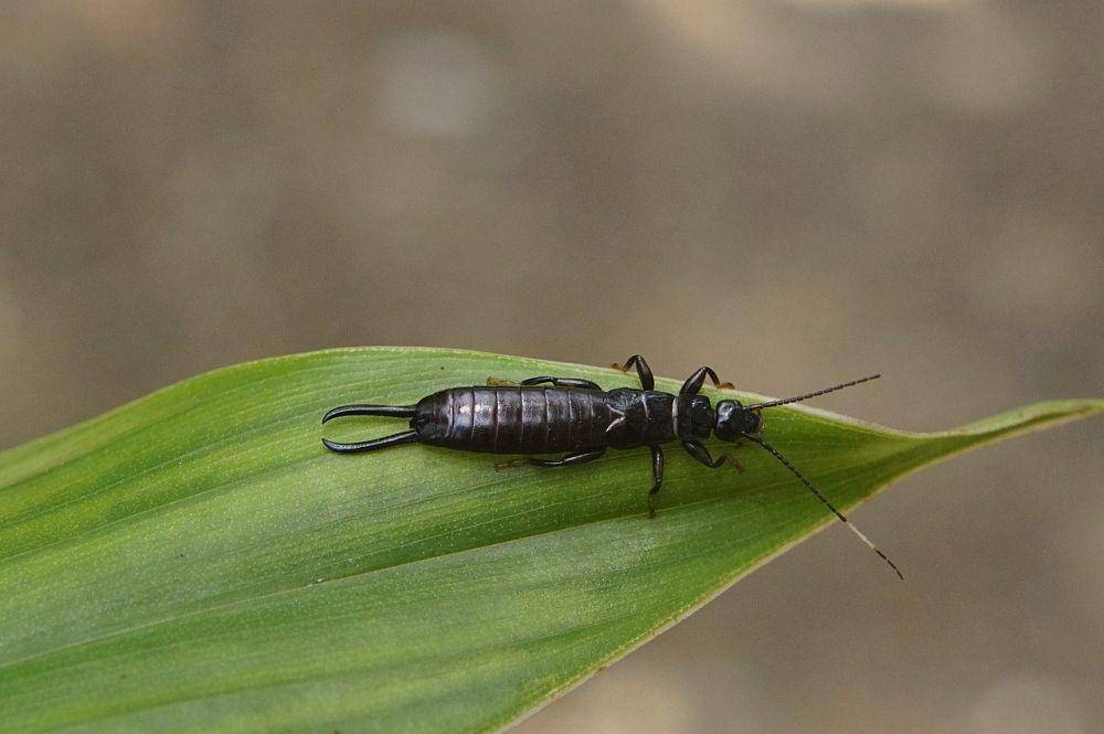 ilustrasi serangga earwig yang hinggap di daun (wikimedia.org/Vengolis)