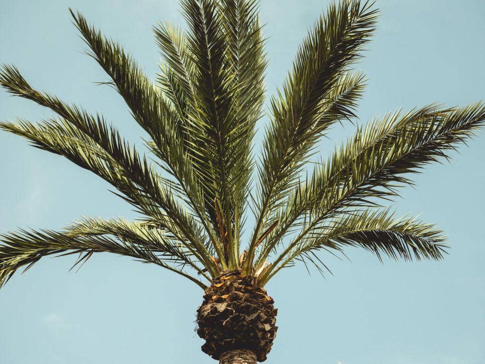 ilustrasi kelapa sawit (unsplash.com/Alexander Naglestad)