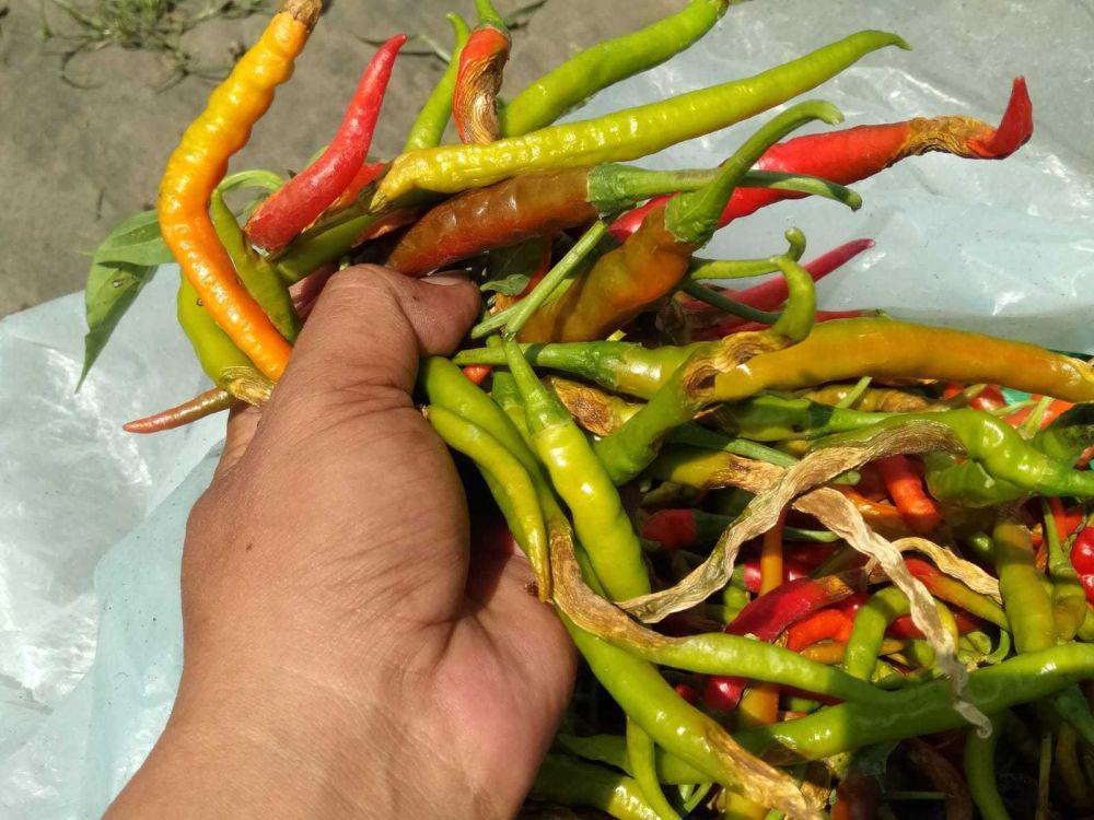 100 Hektare Lahan Cabai di Bantul Diserang Hama Patek