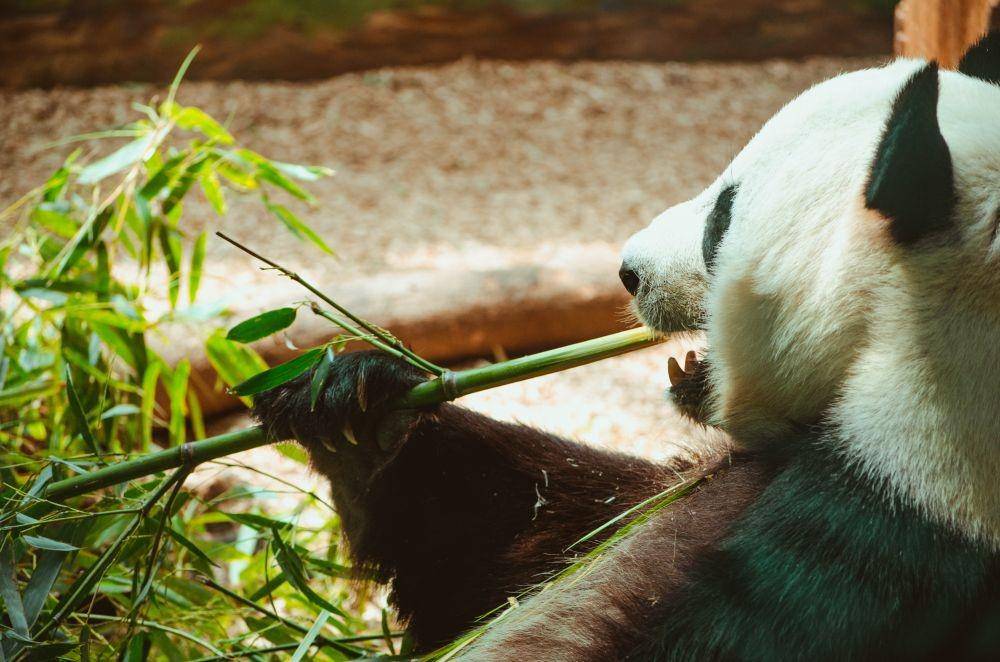 Panda sedang memakan bambu (unsplash.com/Jonathan Meyer)