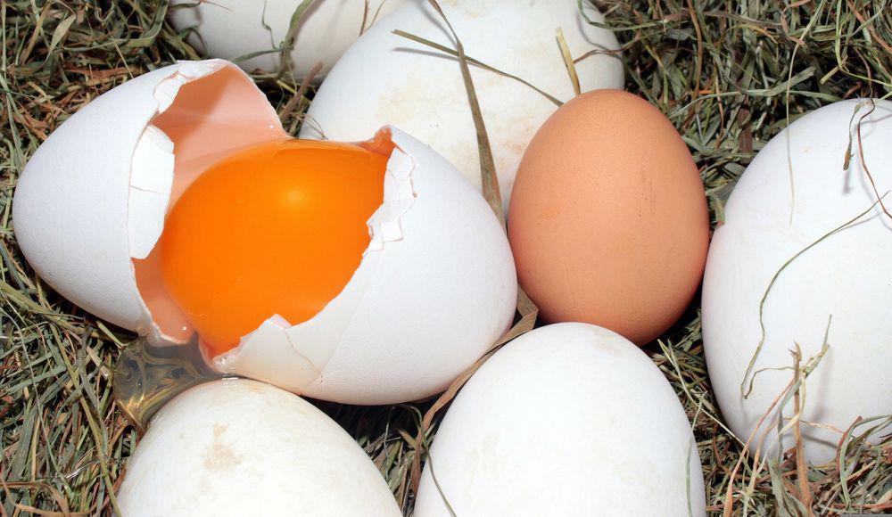 ilustrasi perbandingan telur angsa dan telur ayam (pixabay.com/Myriams-Fotos)