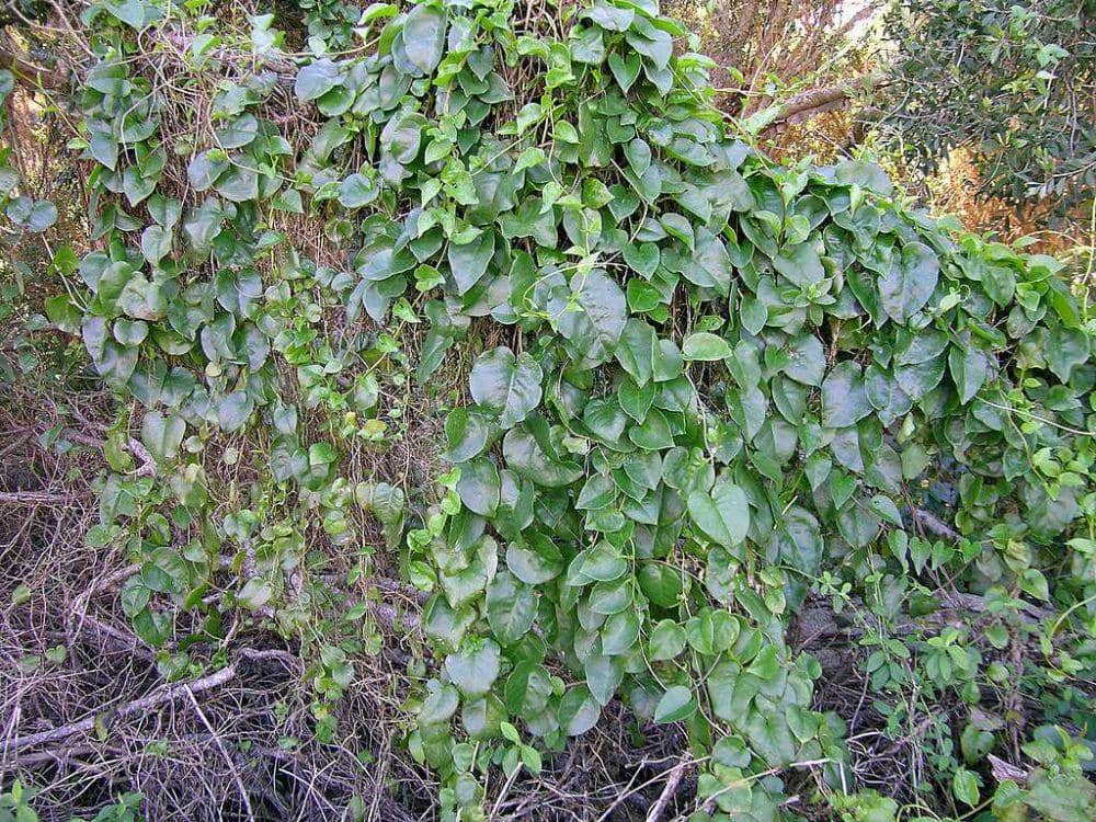 Cara Menanam Binahong dari Berbagai Metode, Pemula Juga Bisa!