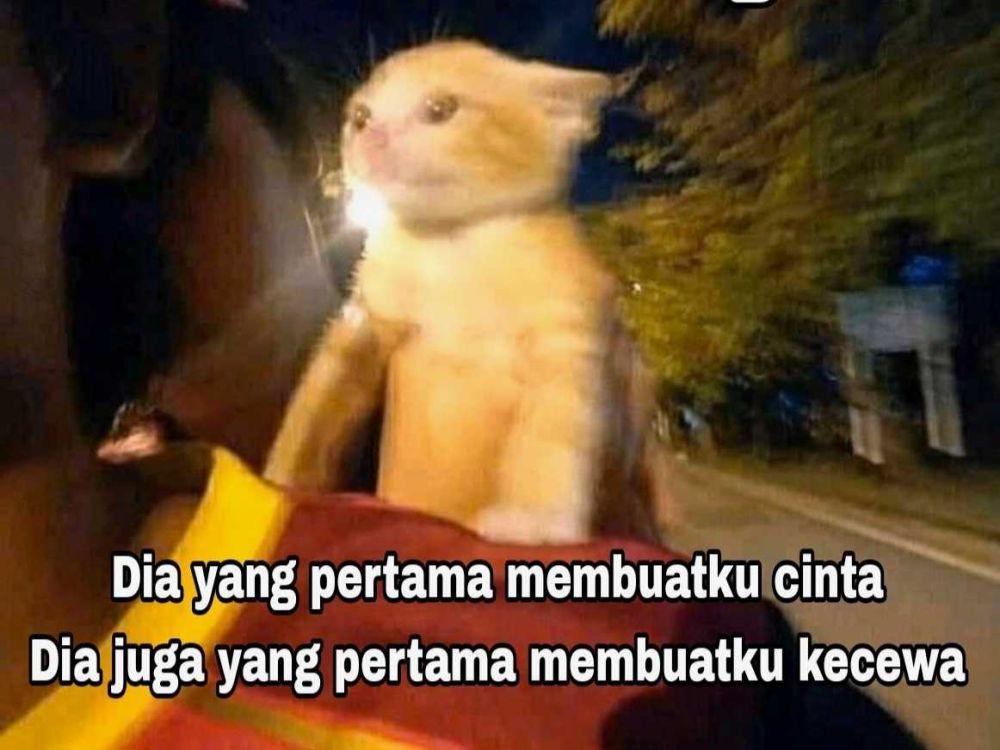9 Meme Kucing Galau Tergemas, Night Drive Sambil Hafalin Lirik Lagu!