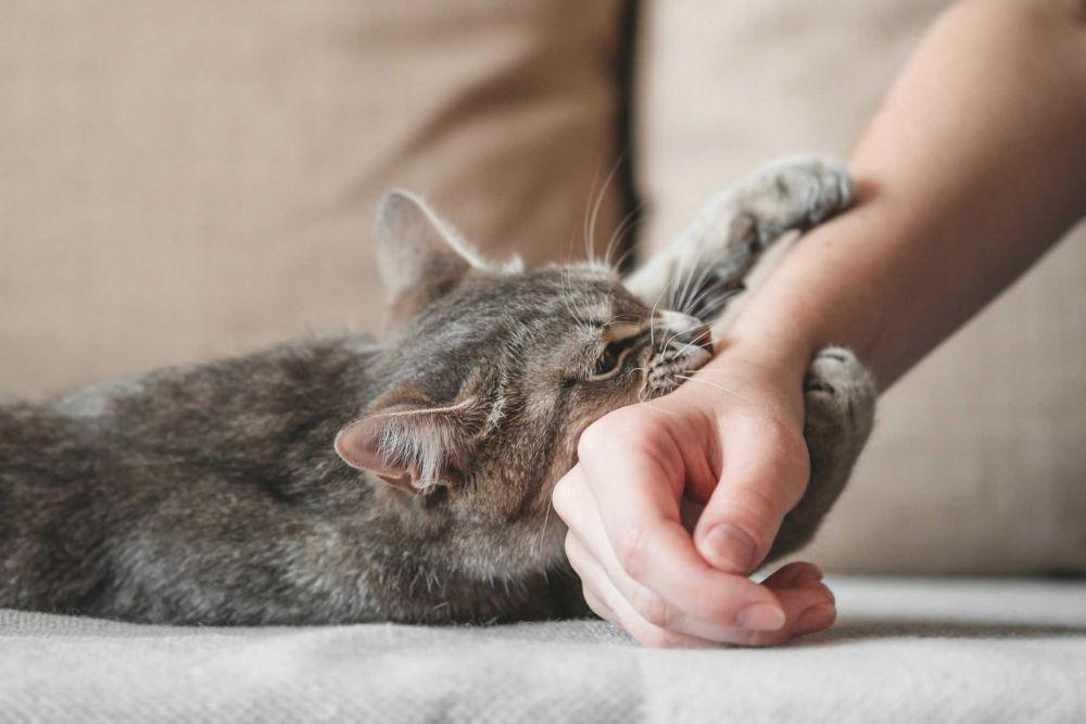 Cat Scratch Disease: Penyebab, Gejala, Komplikasi, dan Pengobatan