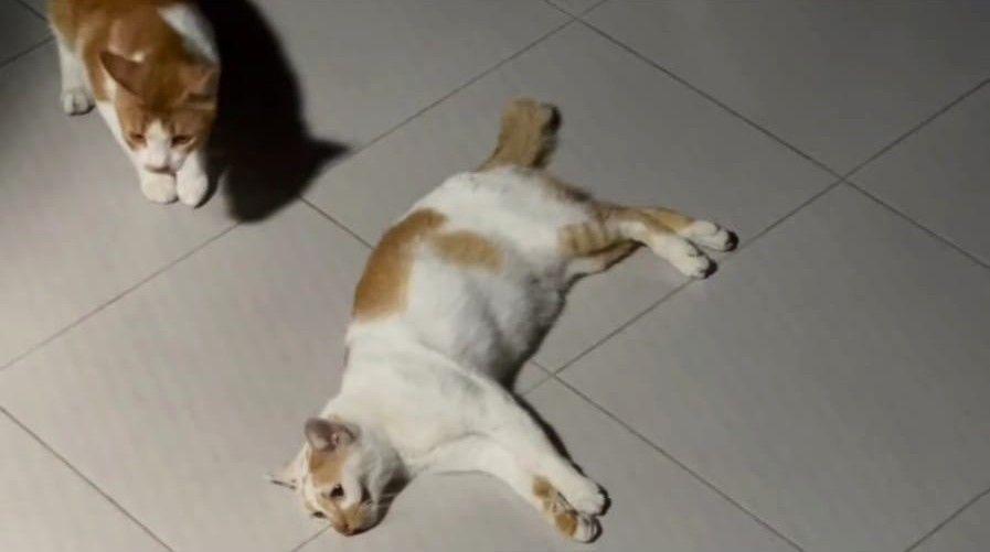 Sejumlah Kucing di Malang Diduga Diracun, Begini Penjelasan Polisi