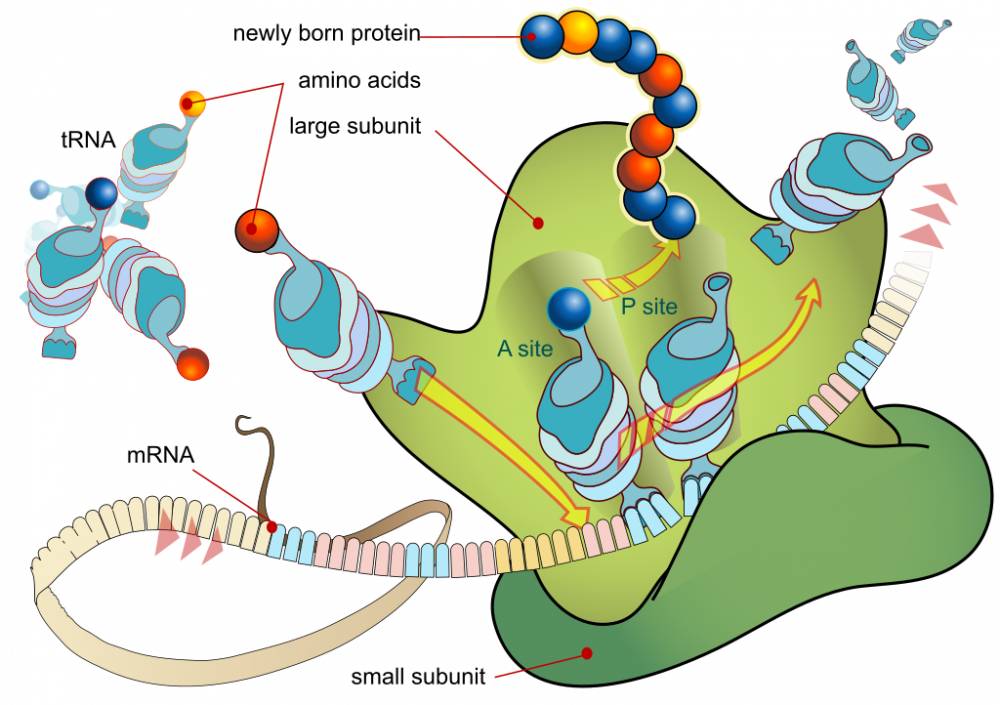ilustrasi mRNA Ribosom (Wikimedia Commons/LadyofHats)