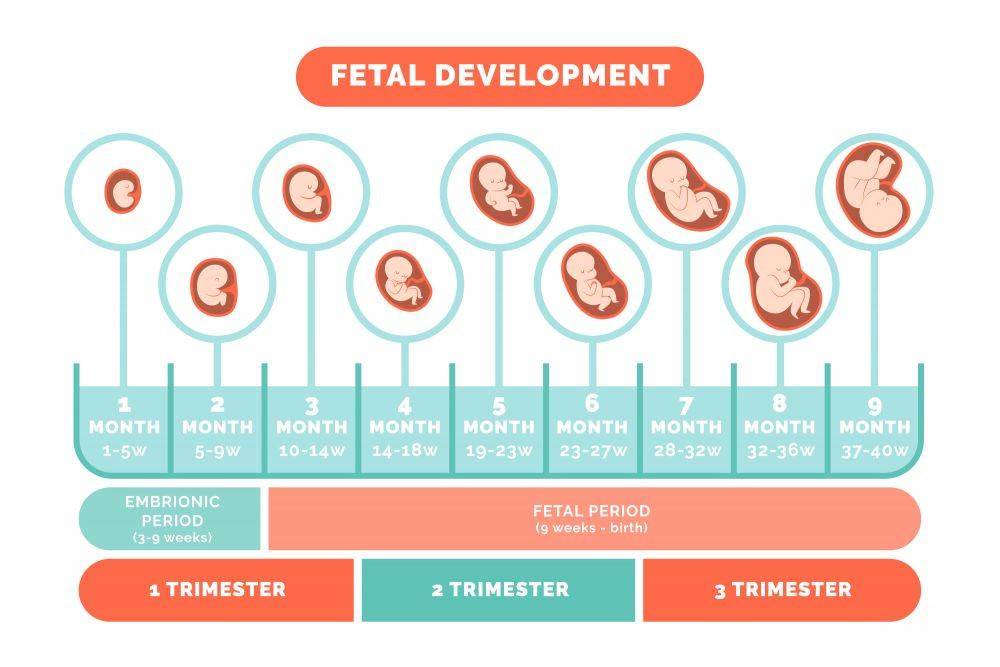 ilustrasi pertumbuhan bayi dalam kandungan (freepik.com/freepik)