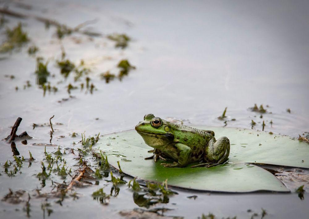 5 Fenomena Aneh yang Pernah Terjadi di Dunia Fauna, Apa Saja?