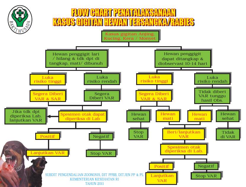 Flow chart penatalaksanaan kasus gigitan hewan tersangka atau rabies (Kemenkes RI)