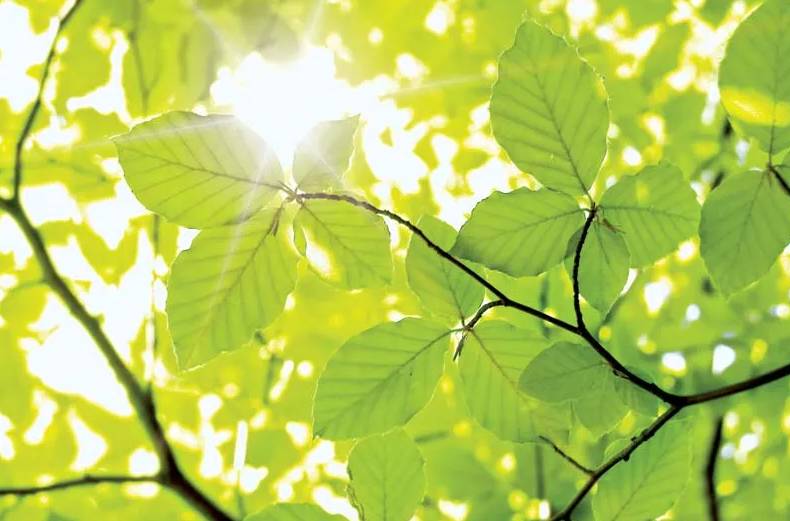 ilustrasi daun tumbuhan Angiospermae (ivan kmit/Fotolia/ britannica.com)