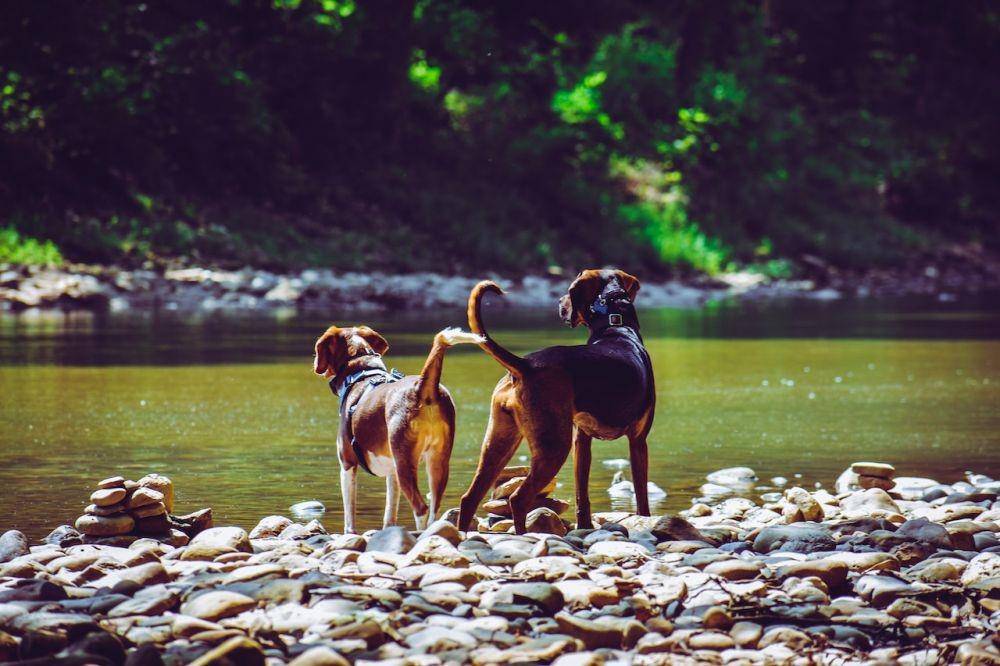 ilustrasi anjing peliharaan (pexels.com/Chris F)