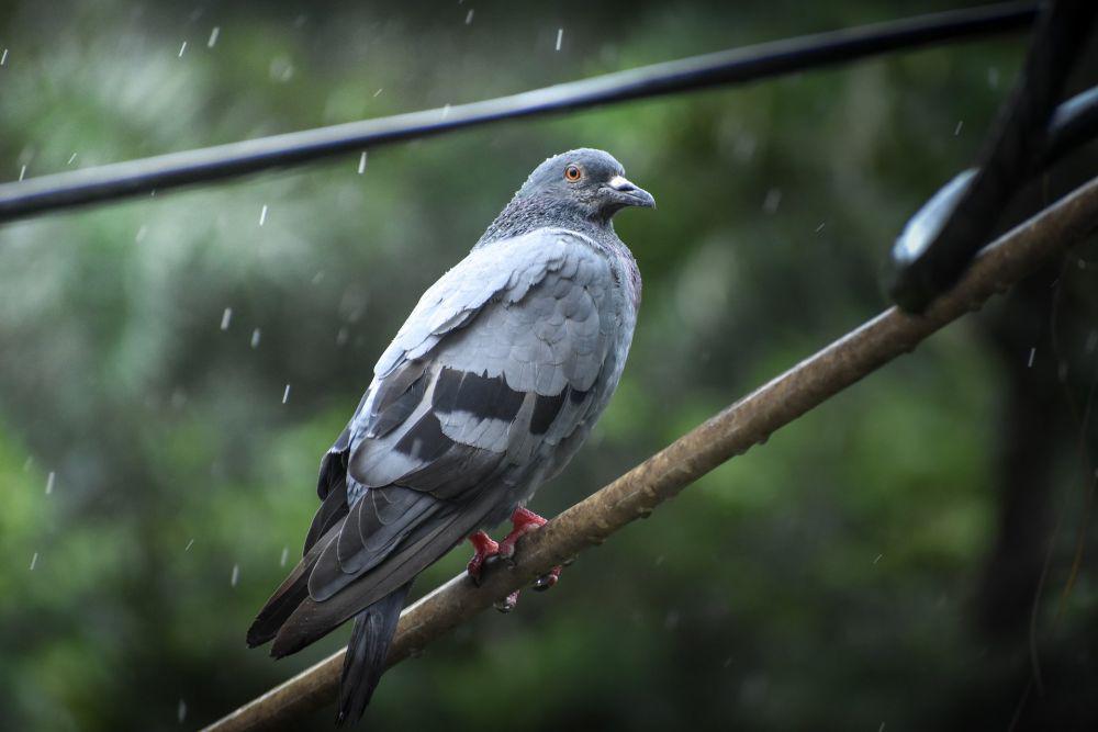 7 Cara Budidaya Burung Merpati bagi Pemula, Gak Butuh Lahan Luas