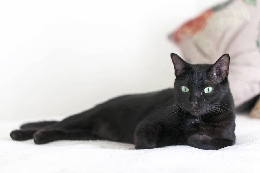 ilustrasi kucing Bombay (unsplash.com/Ricardo Avelar)