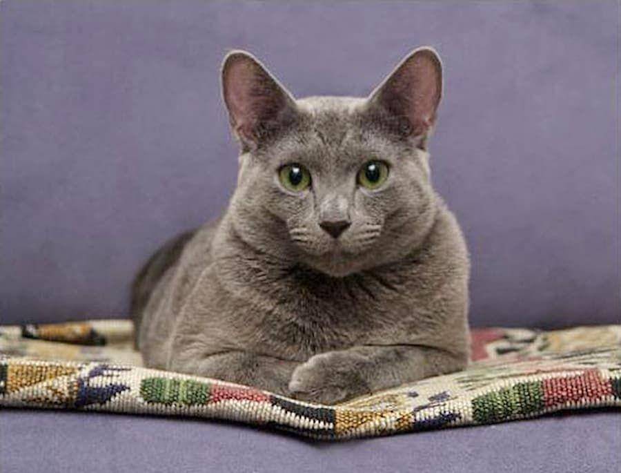 ilustrasi Russian Blue (commons.wikimedia.org)
