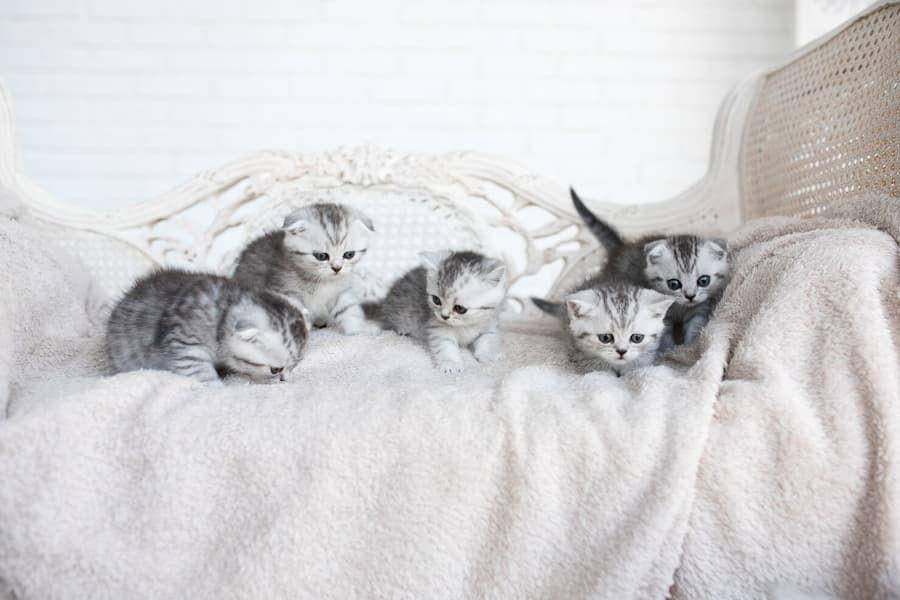 ilustrasi kucing American Shorthair (freepik.com/freepic.diller)