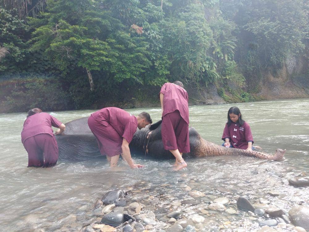 Veterinary Society for Sumatran Wildlife Conservation (Vesswic) menyoroti status critically endanger (terancam kritis) yang ditetapkan oleh The International Union for Conservation of Nature (IUCN) pada 2012. (IDN Times/Masdalena Napitupulu)