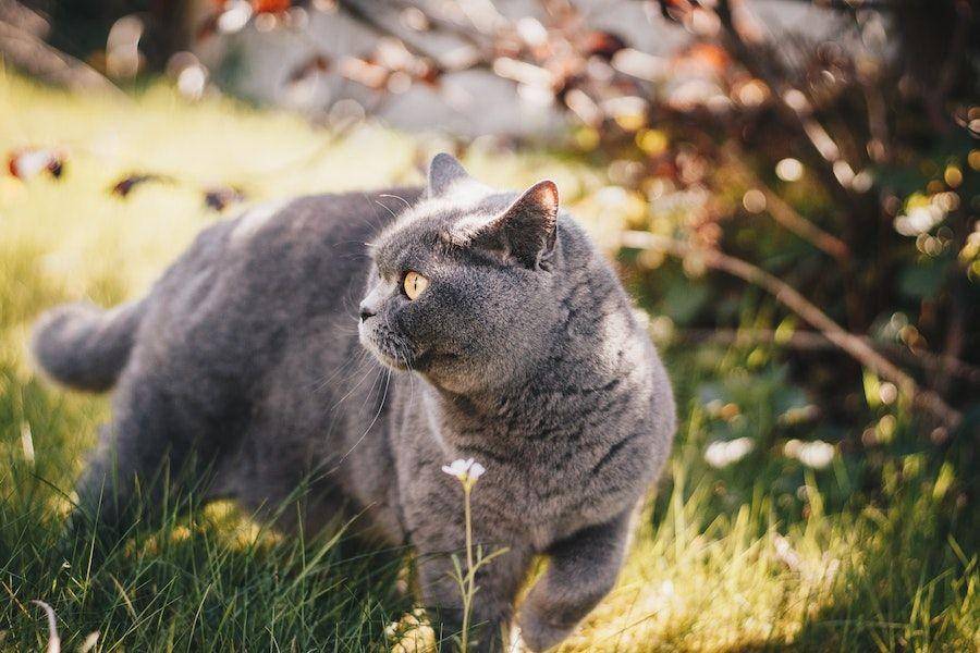 ilustrasi kucing British Shorthair (pexels.com/Kirsten Bühne)