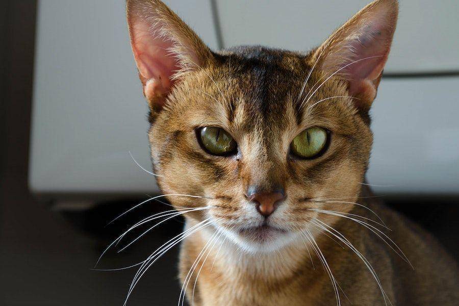 ilustrasi kucing Abyssinian (pexels.com/Pixabay)