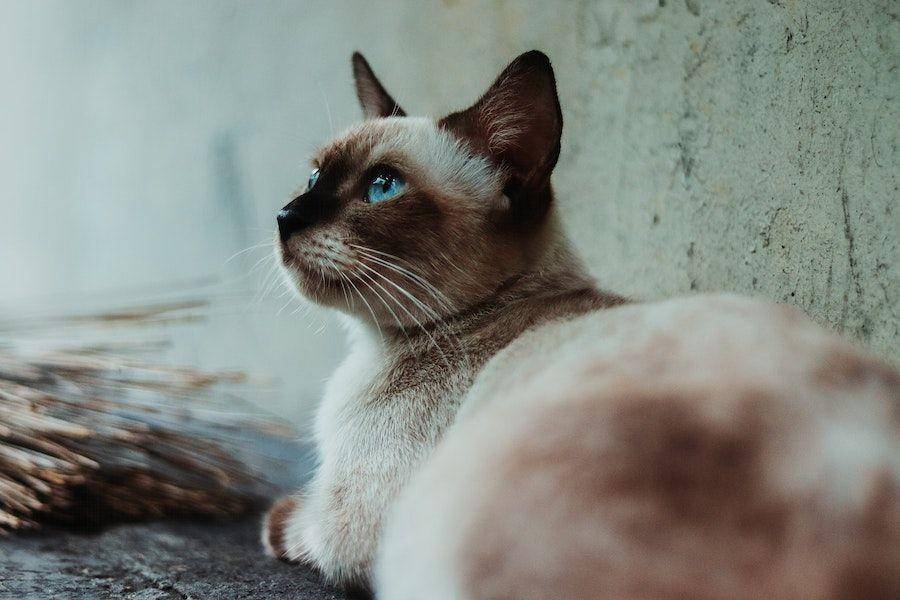 ilustrasi kucing Siam hamil (pexels.com/Rica)
