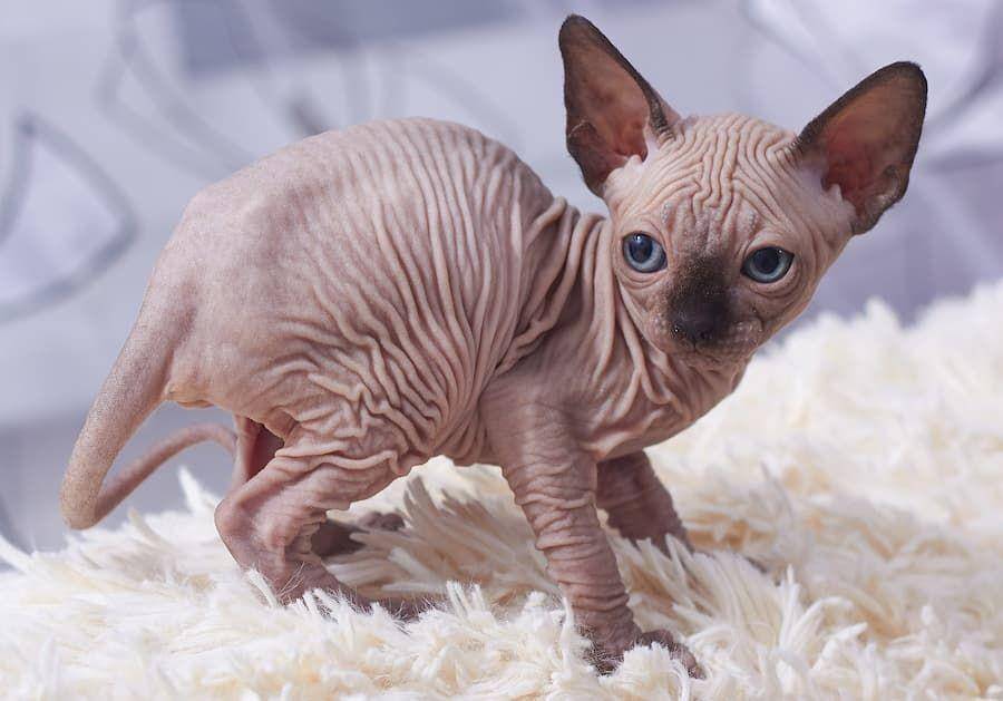 ilustrasi kucing Spinx (commons.wikimedia.com)