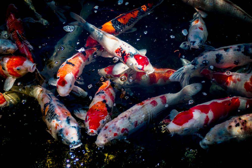 ilustrasi ikan koi di kolam (unsplash.com/Kumiko Shimizu)