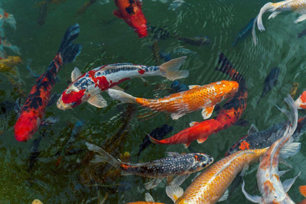 10 Cara Budi Daya Ikan Koi, Mempercantik Kolam bagi Pemula