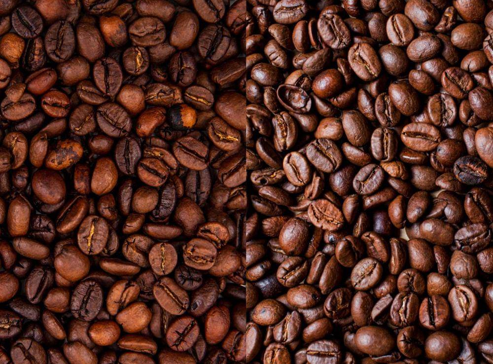 perbedaan arabika dan robusta