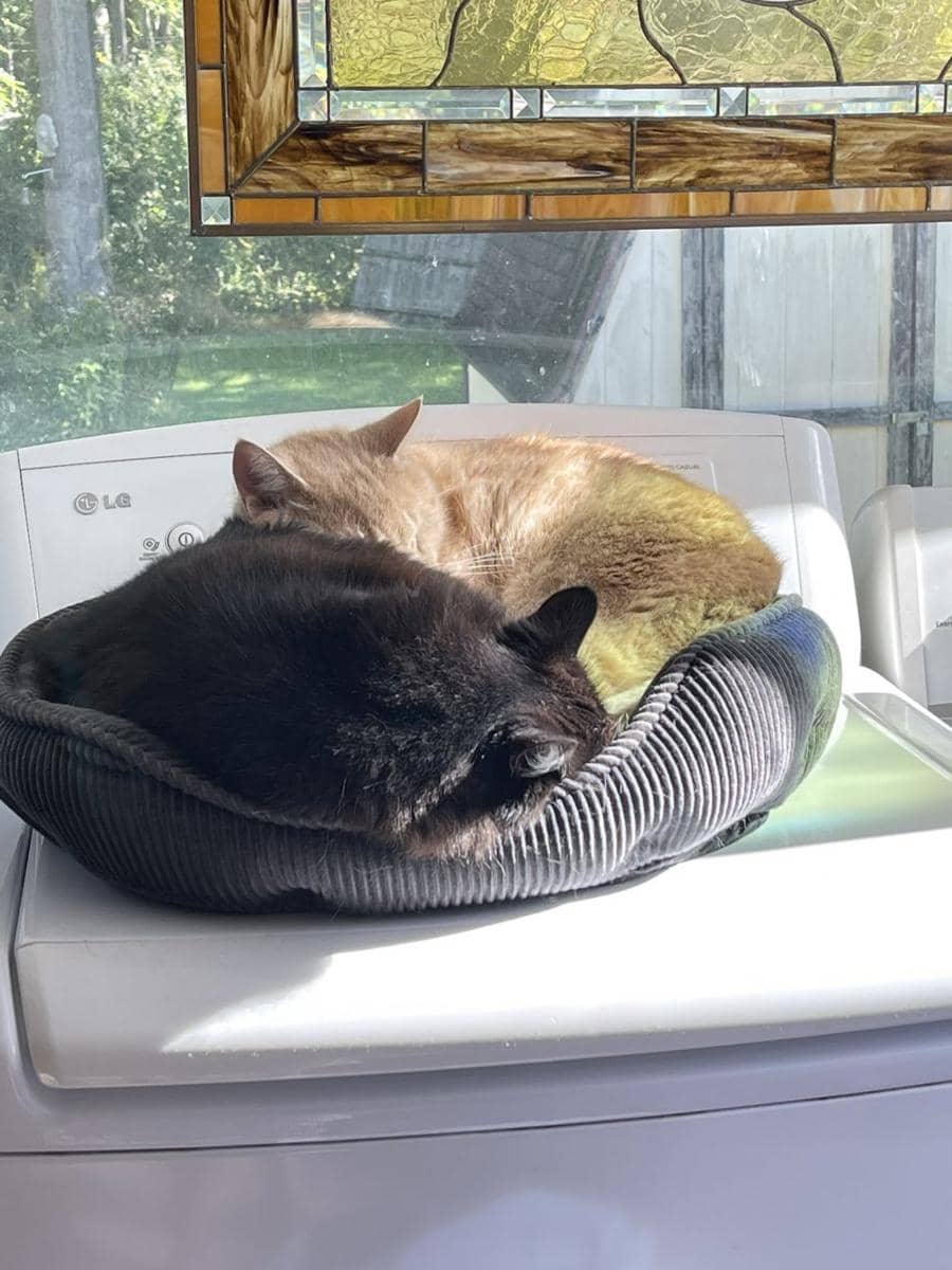 kucing gemas tidur berjamaah (twitter.com/MemoryTuxedo1)