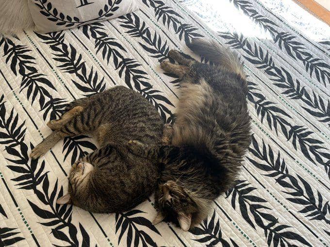 kucing gemas tidur berjamaah (twitter.com/taradublinrocks)