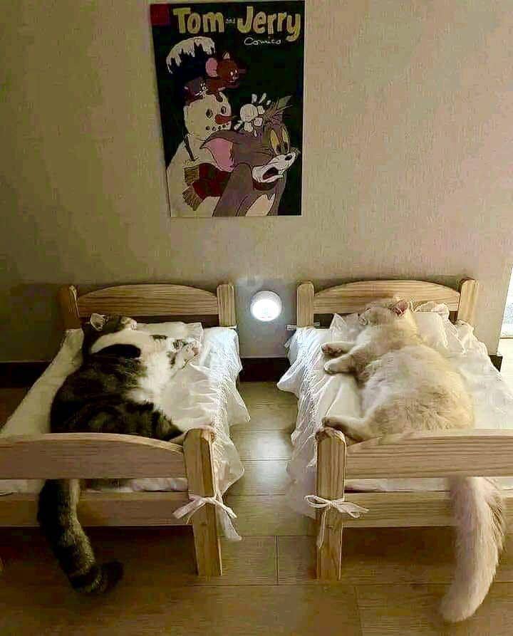 kucing gemas tidur berjamaah (twitter.com/LorenzoTheCat)