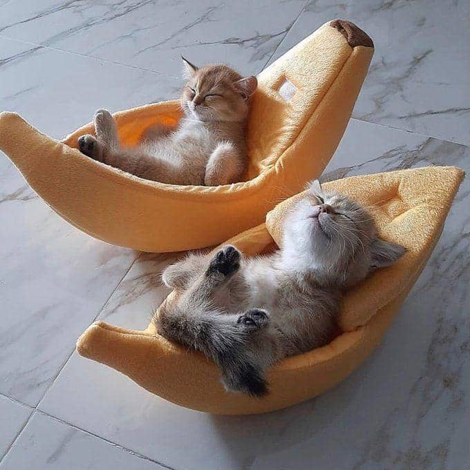 kucing gemas tidur berjamaah (twitter.com/Heartfullofcats)