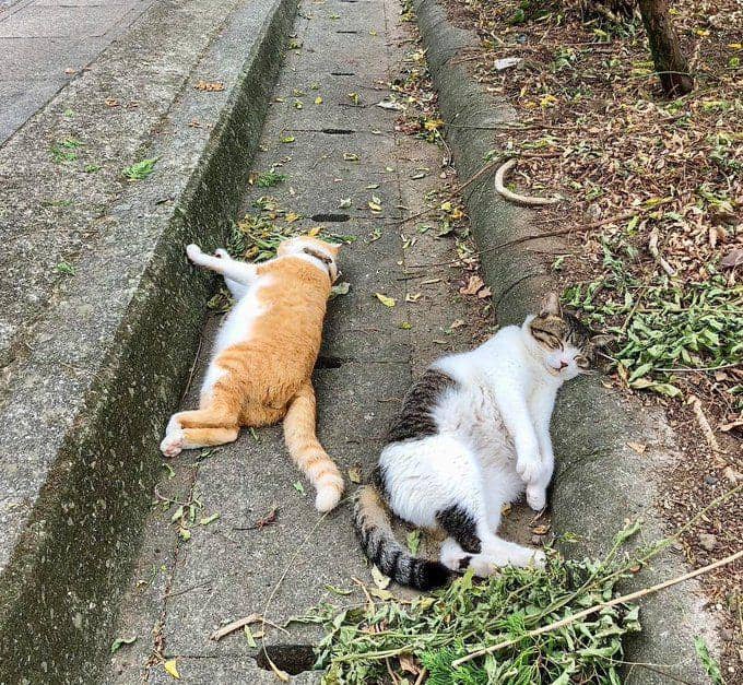 kucing gemas tidur berjamaah (twitter.com/ulat_bulu_bulu)