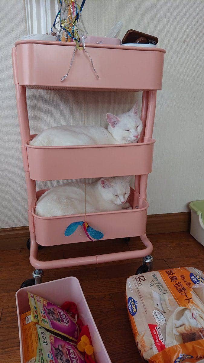 kucing gemas tidur berjamaah (twitter.com/pom_powa_nyan)