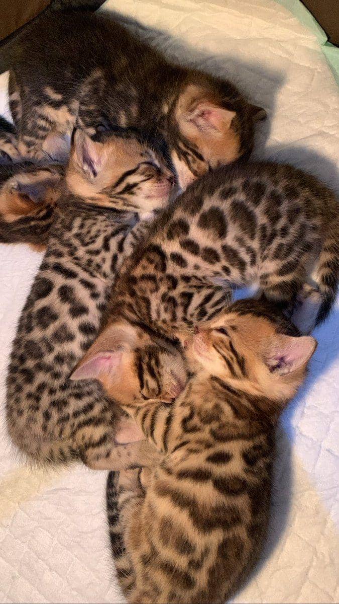 kucing gemas tidur berjamaah (twitter.com/kochengfs)