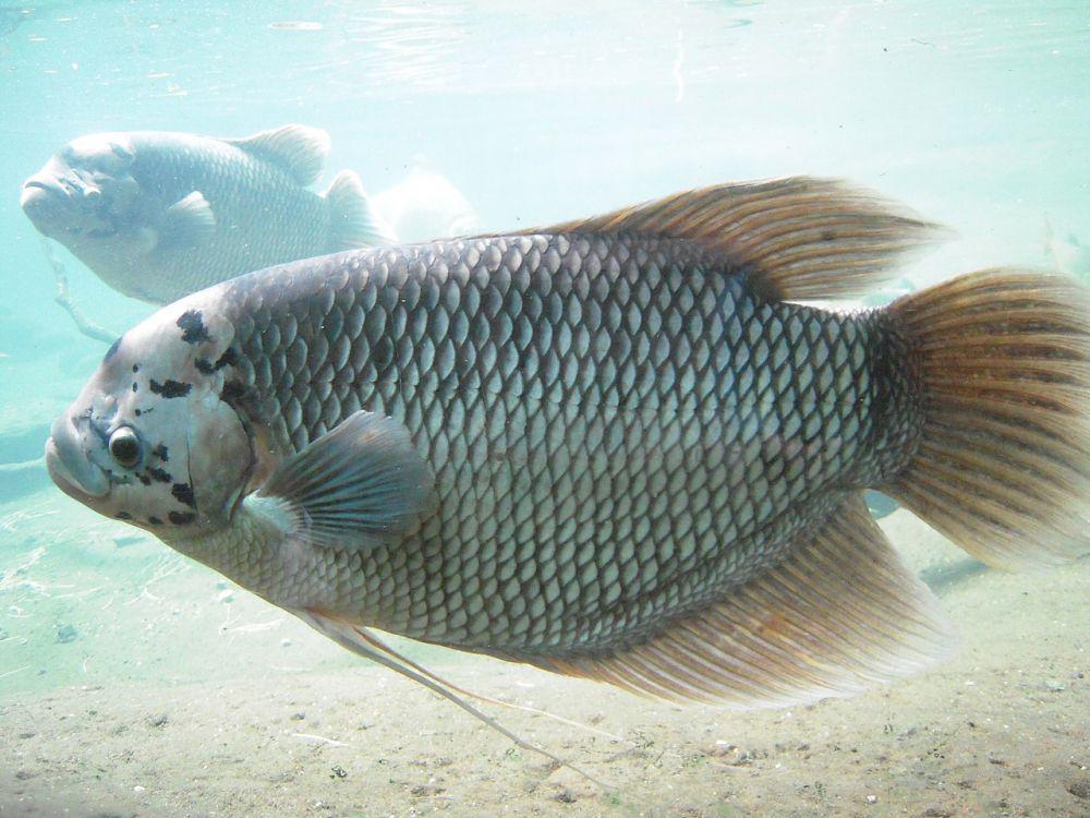 10 Cara Budi Daya Gurami, Ikan Air Tawar Bernilai Ekonomi Tinggi