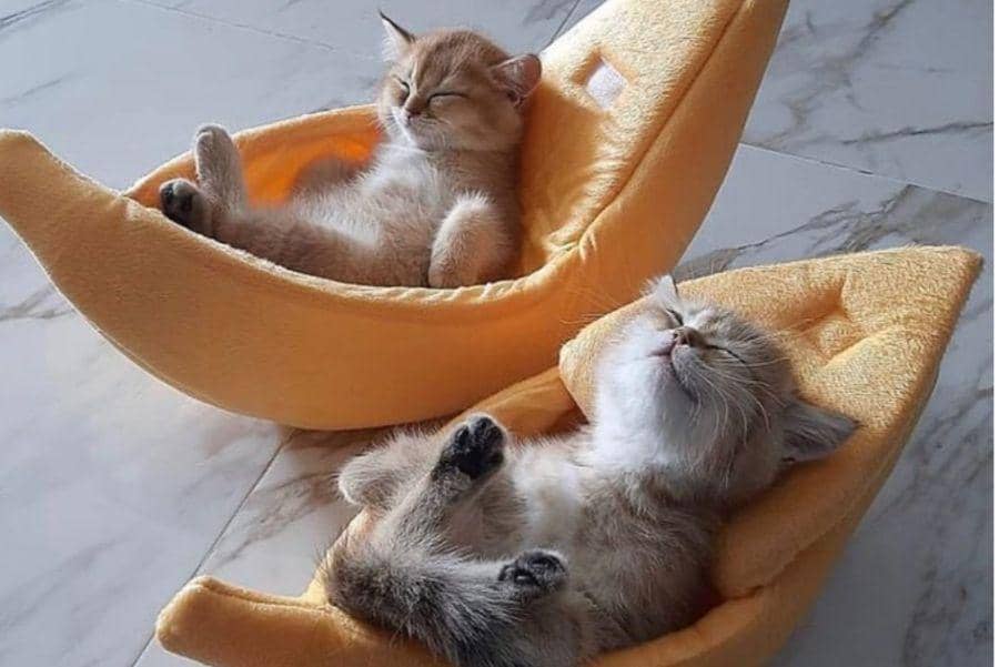 11 Potret Gemas Kucing Tidur Berjamaah, Bestie Abis!