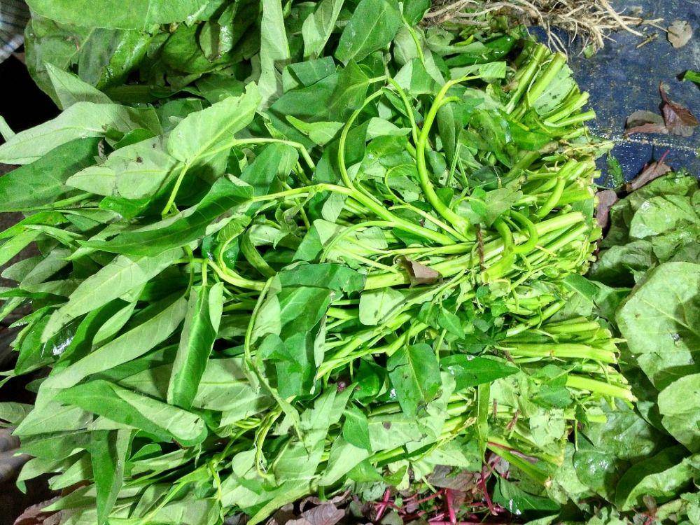 ilustrasi kangkung (commons.wikimedia.org/Salim_Khandoker)