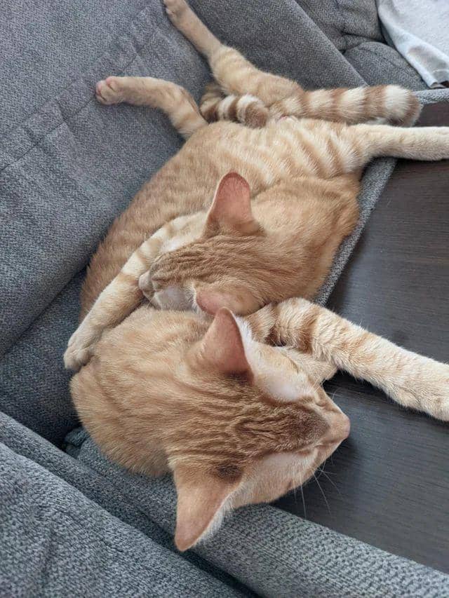 kucing gemas tidur berjamaah (reddit.com/user/BackgroundTrash3146)
